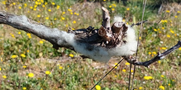 De la laine dans les vignes