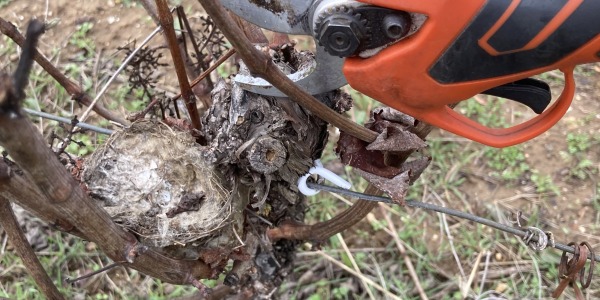 Des petits nids dans les vignes. 