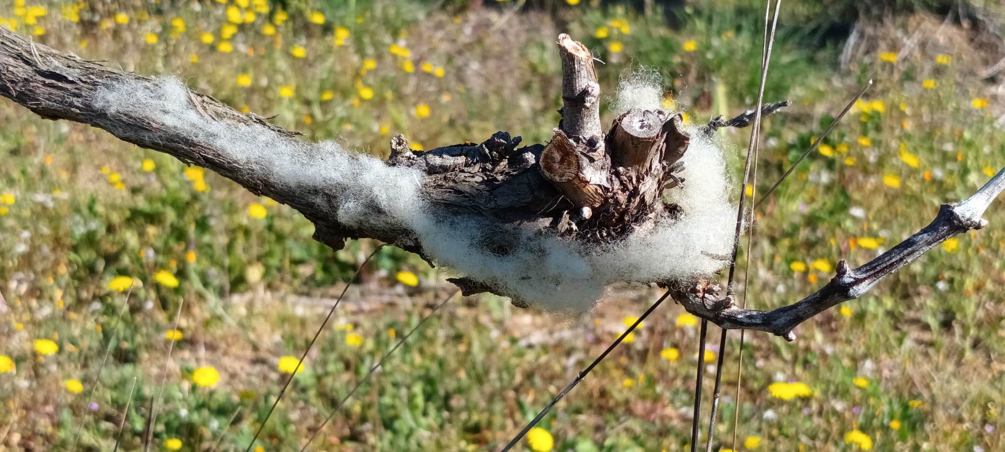 De la laine dans les vignes
