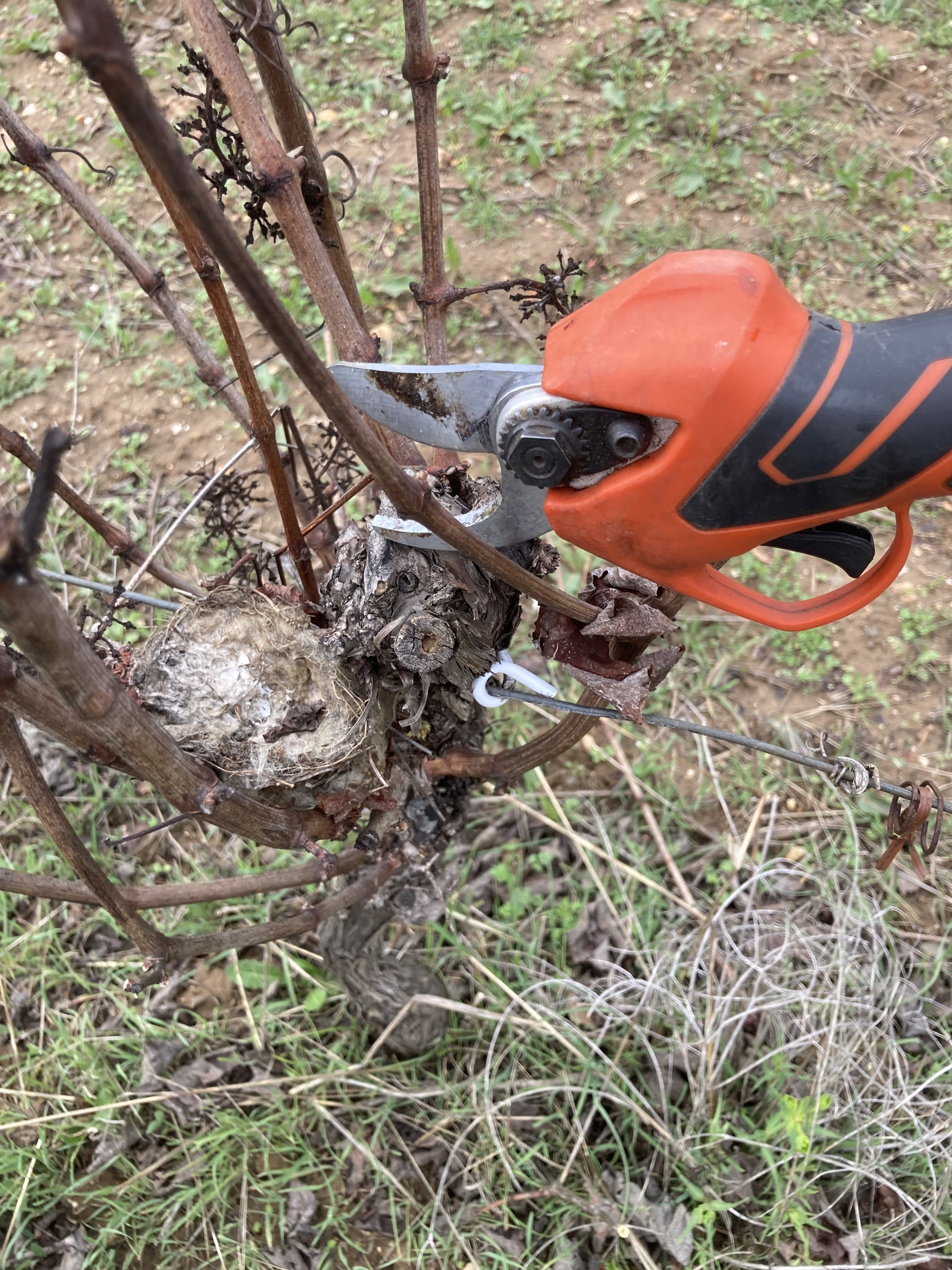 Des petits nids dans les vignes. 